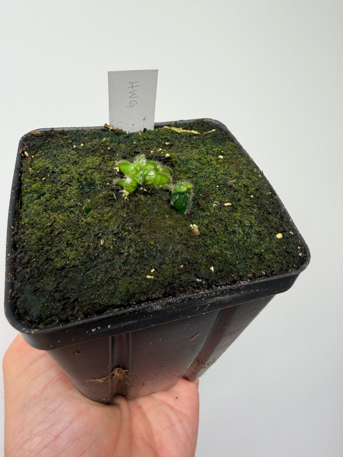 Cephalotus follicularis “Harald Weiner Giant” (aka True Giant) - *Rare*