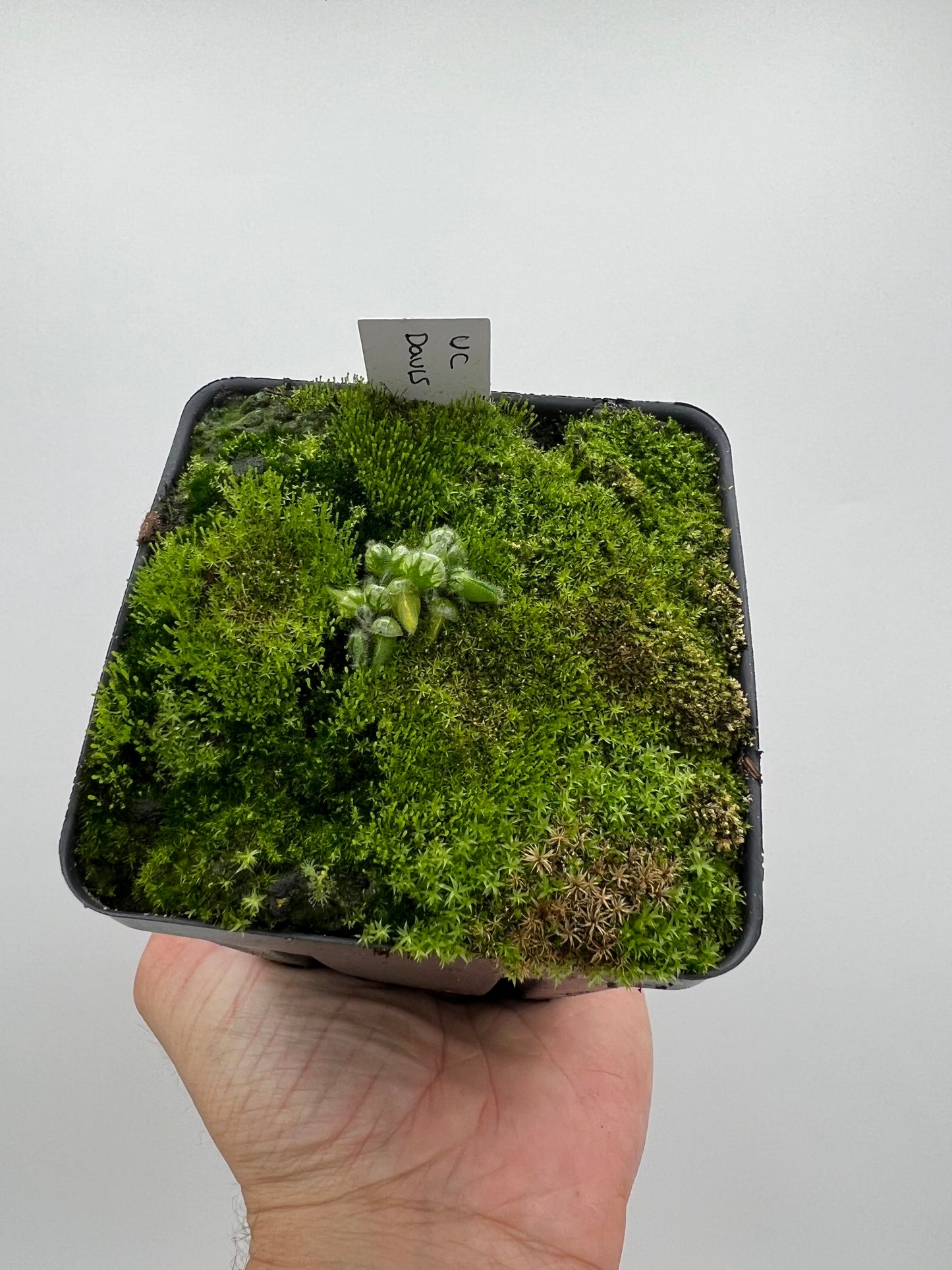 Cephalotus follicularis “UC Davis”