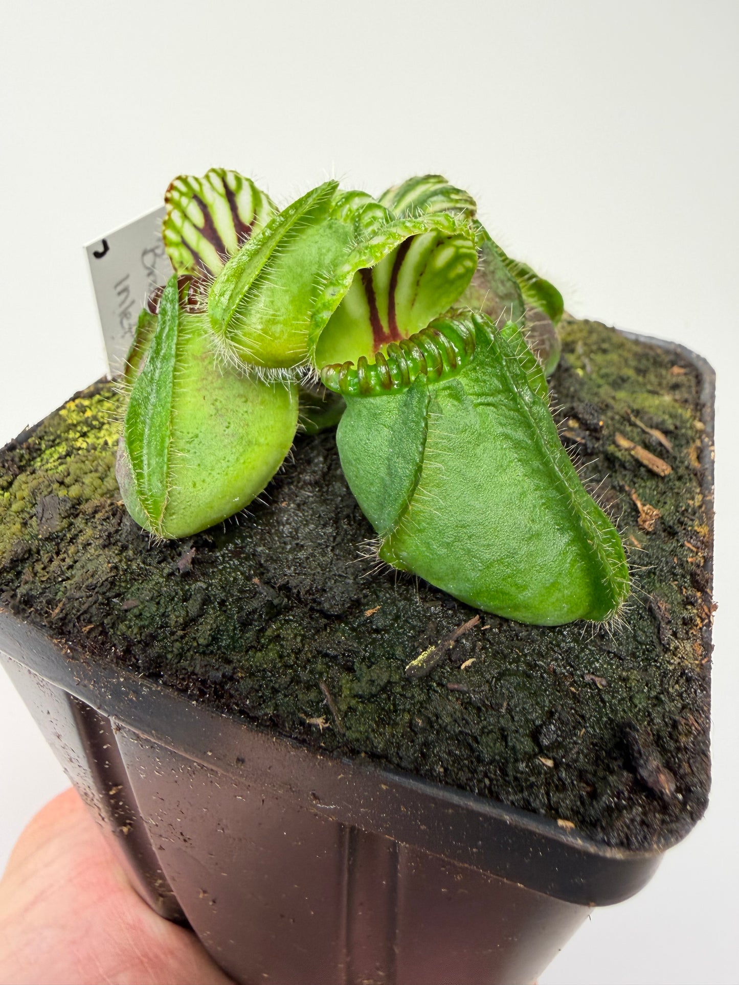 Cephalotus follicularis “Broke Inlet” (7)
