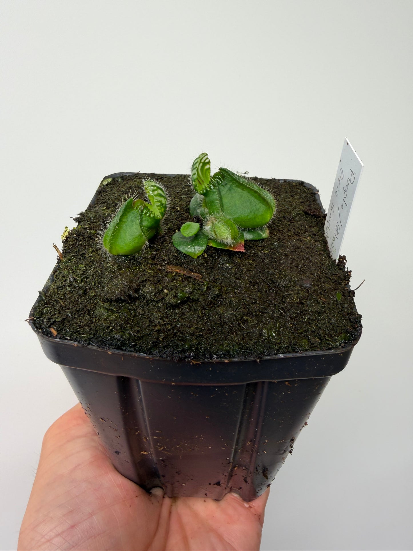 Cephalotus follicularis “Purple/Black” - Eric Smooth