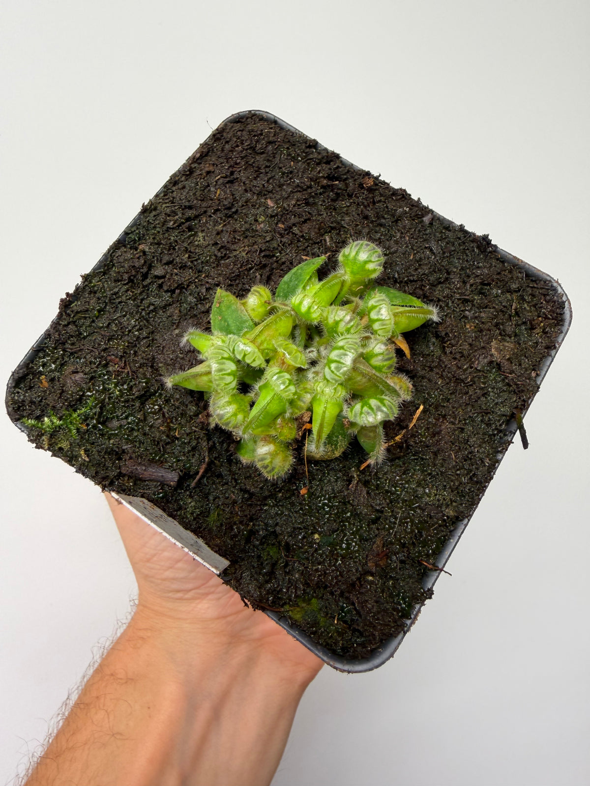 Cephalotus follicularis “Diflora giant” - *Rare*