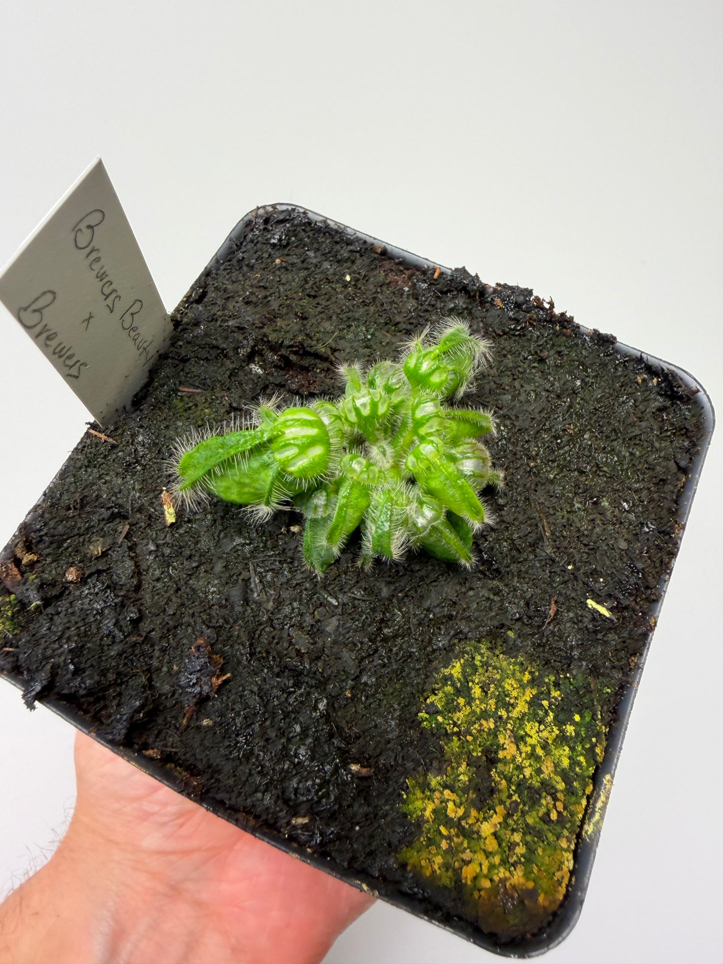 Cephalotus follicularis “Brewers Beauty” x “Brewers”