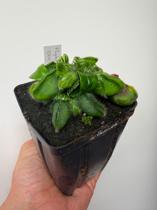 Cephalotus follicularis “Purple/Black” - Eric Smooth