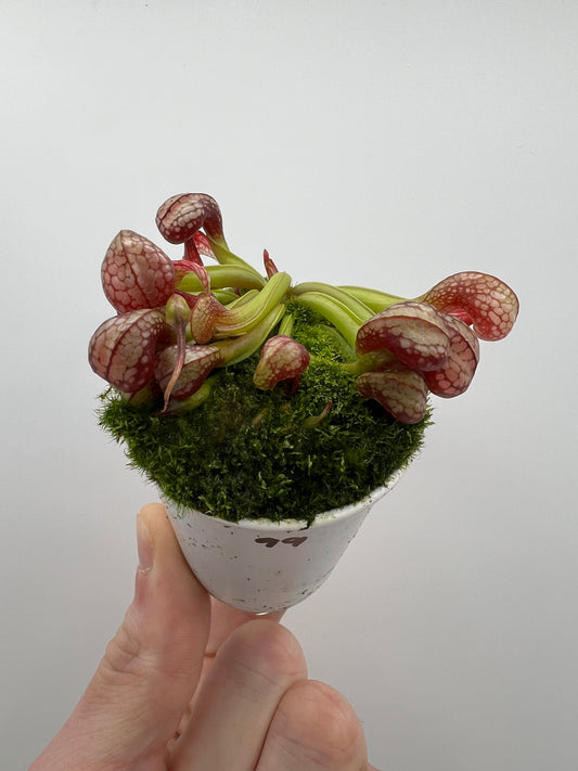 Darlingtonia californica (Cobra Pitcher Plant) - Seed Grown #99