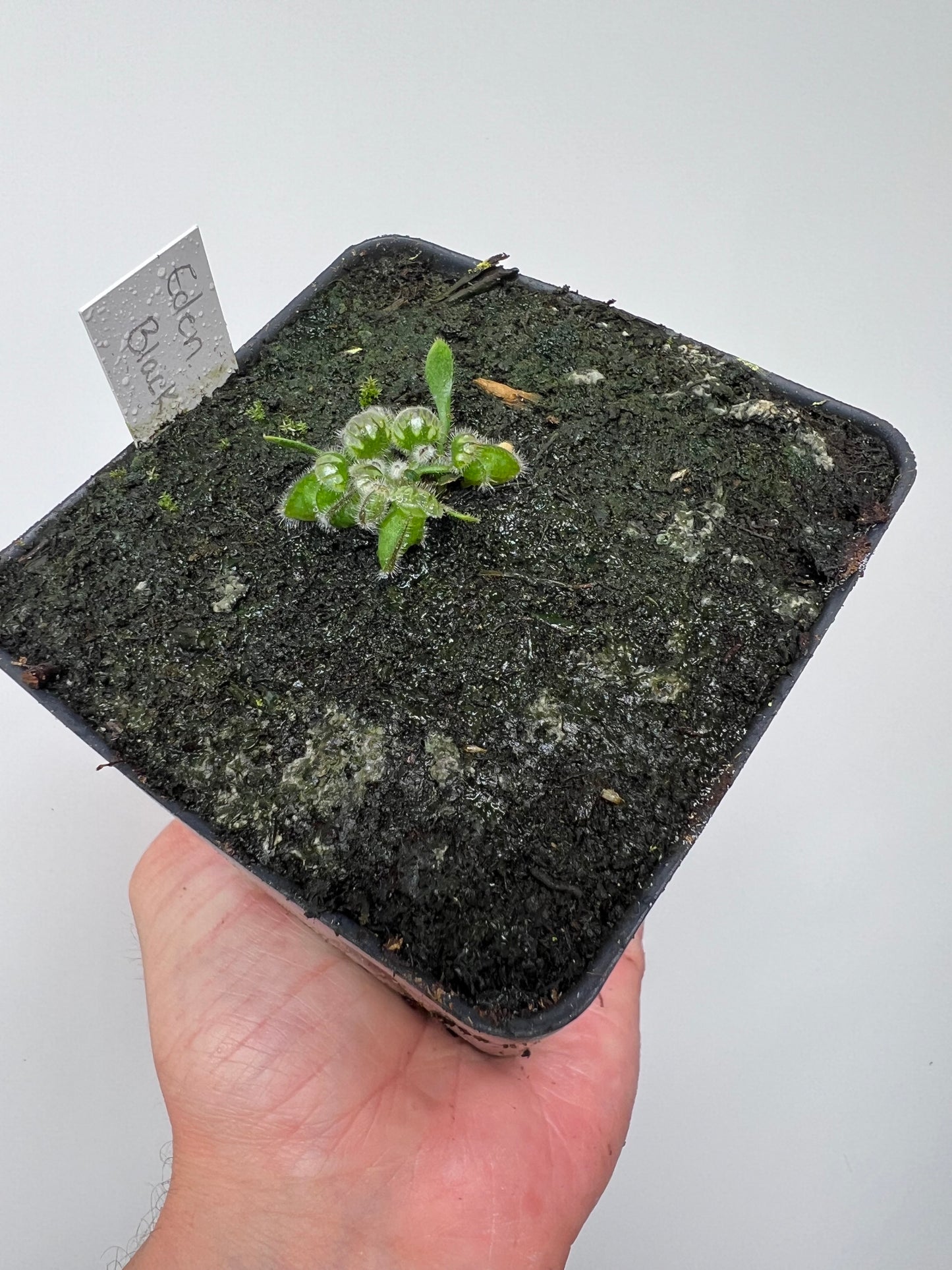 Cephalotus follicularis ‘Eden Black’ - *Rare* (small)
