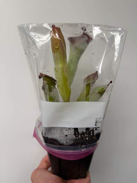 Heliamphora (tatei x folliculata) x macdonaldae #1 52624 SGLC - Potted Division