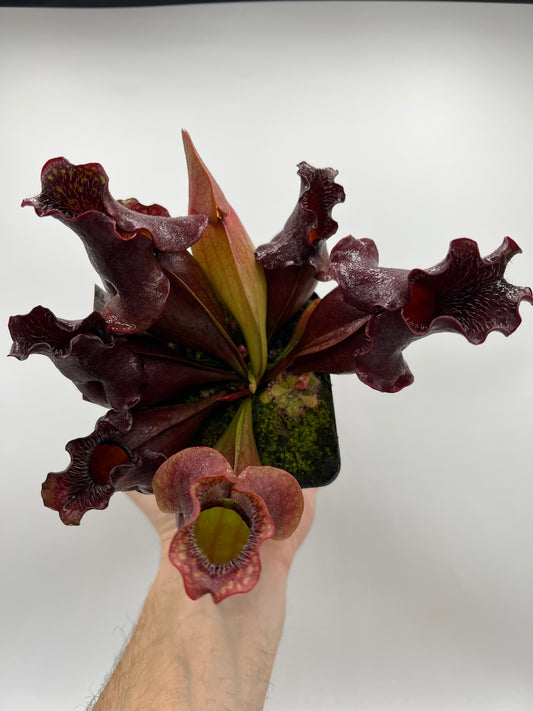 Sarracenia purpurea ssp. venosa (Brunswick Co, NC x Carteret Co, NC)  - Seed Grown #1