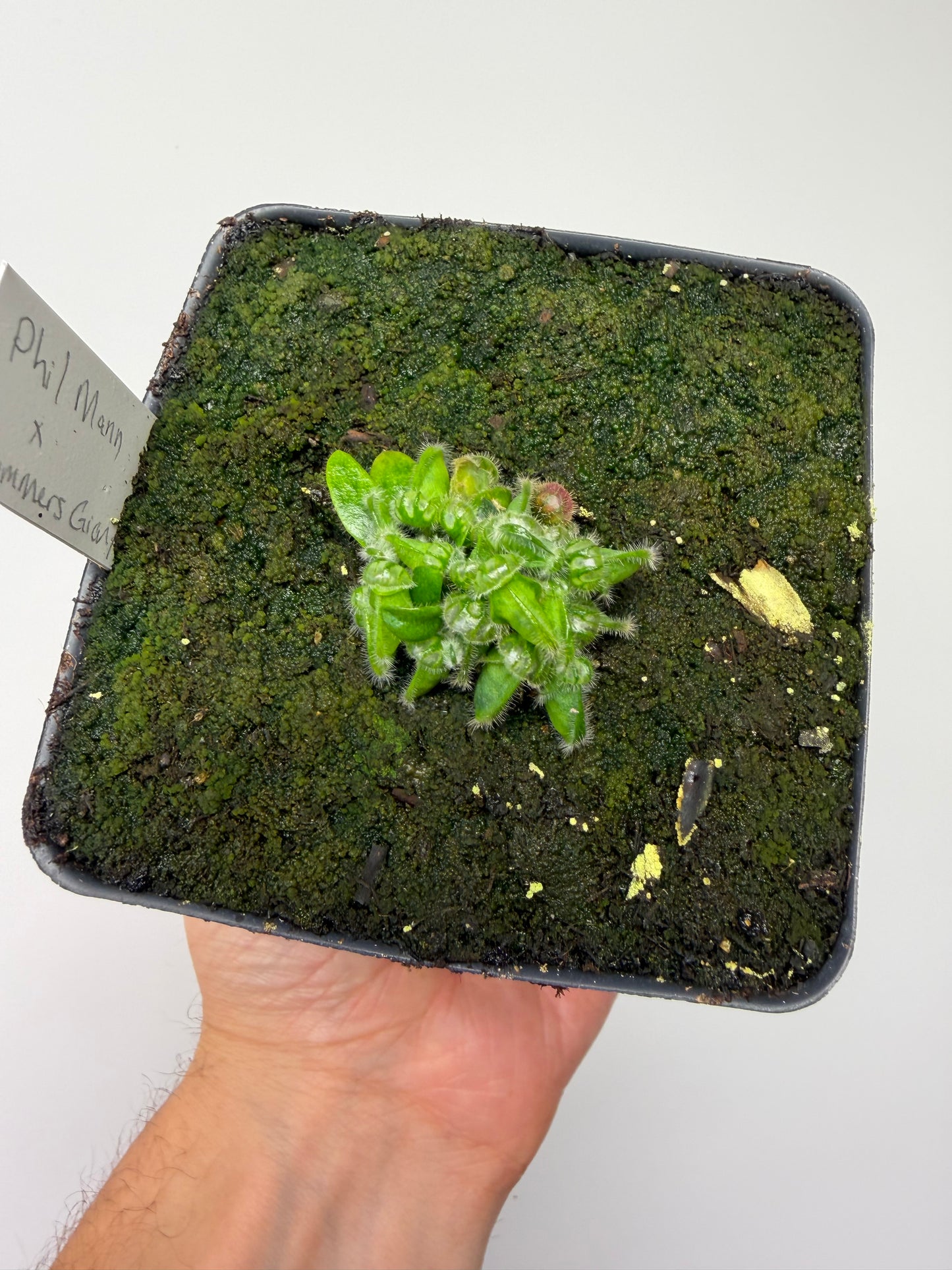 Cephalotus follicularis “Phil Mann” x “Hummers Giant”