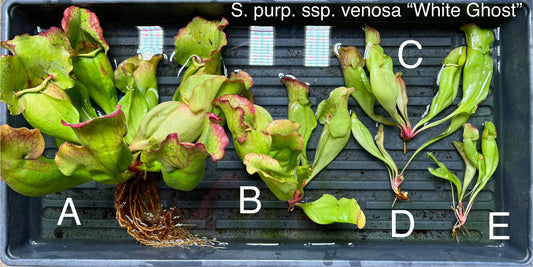 Sarracenia purpurea ssp. venosa “White Ghost” - Fresh Divisions
