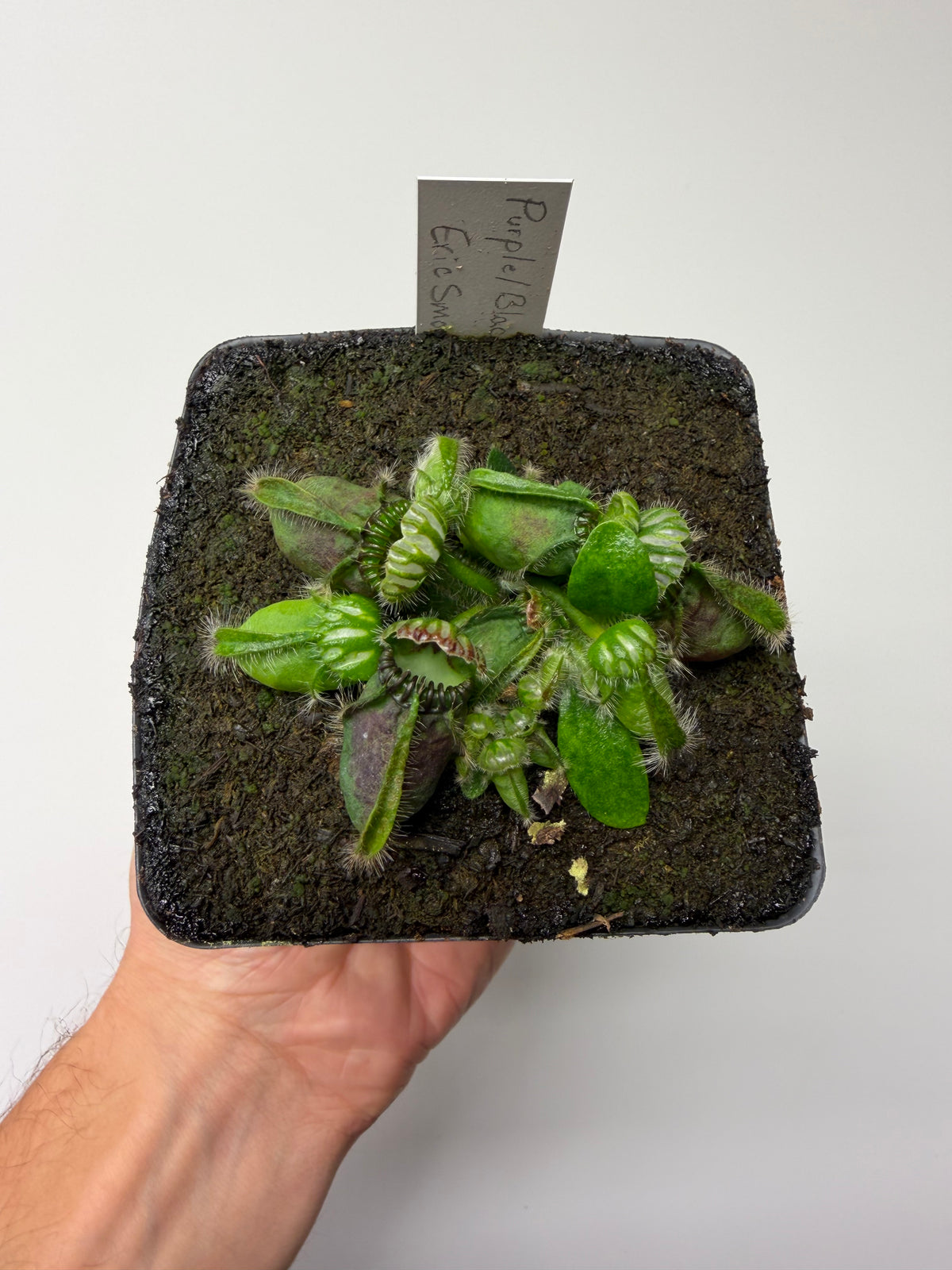 Cephalotus follicularis “Purple/Black” - Eric Smooth #1