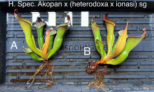 Heliamphora Spec. Akopan x (heterodoxa x ionasi) sg LC - Fresh Divisions