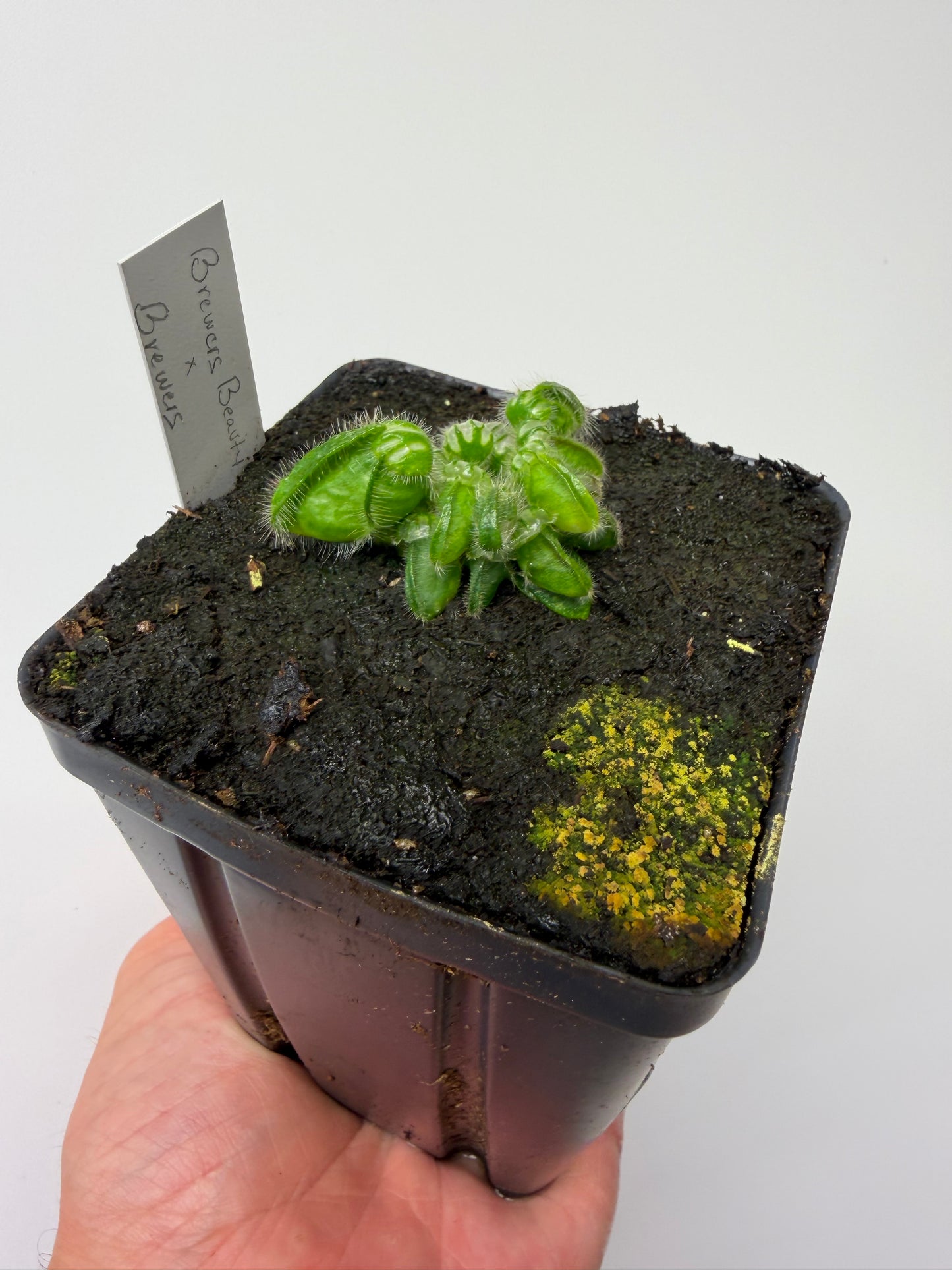 Cephalotus follicularis “Brewers Beauty” x “Brewers”