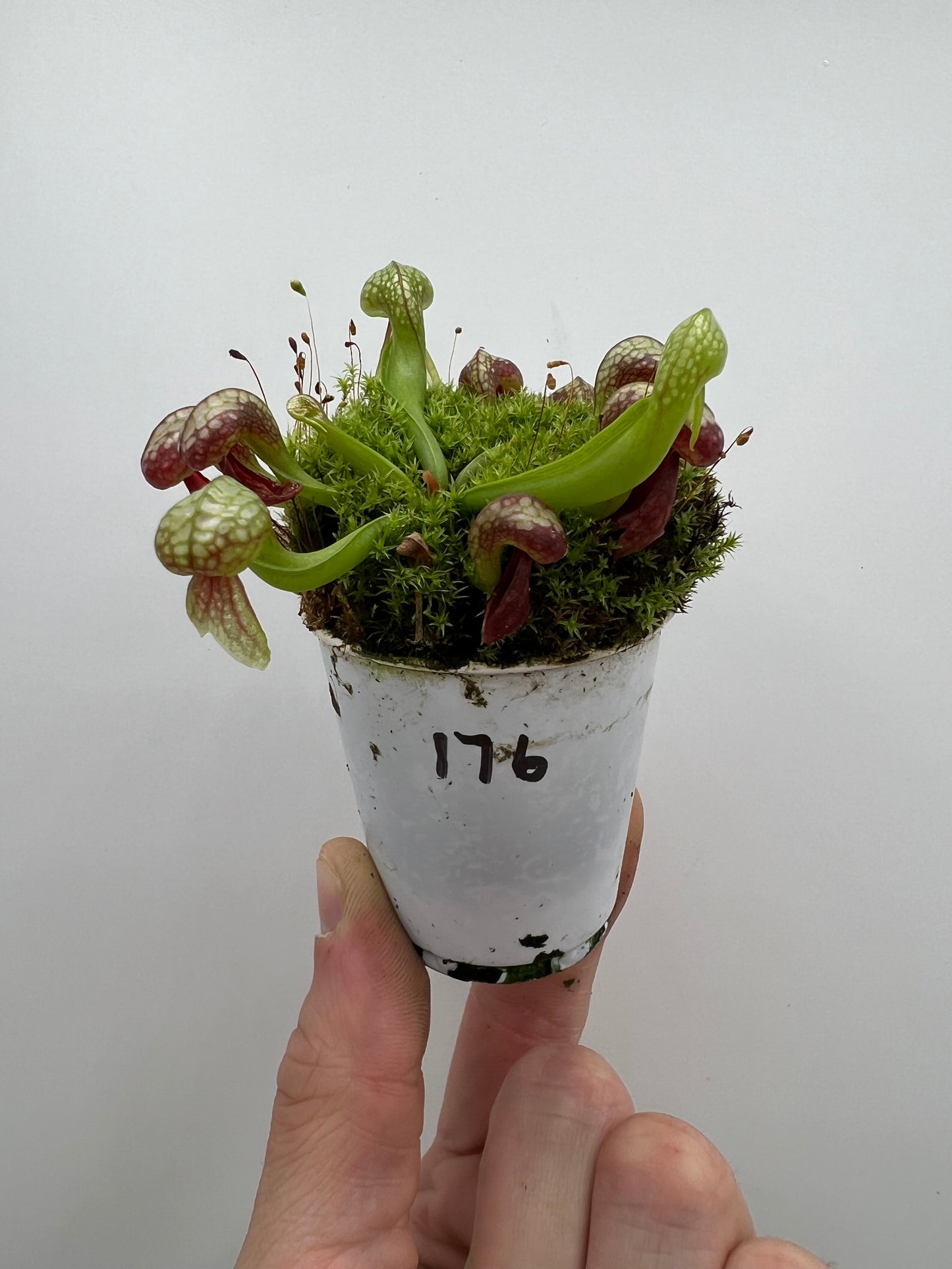 Darlingtonia californica (Cobra Pitcher Plant) - Seed Grown #176