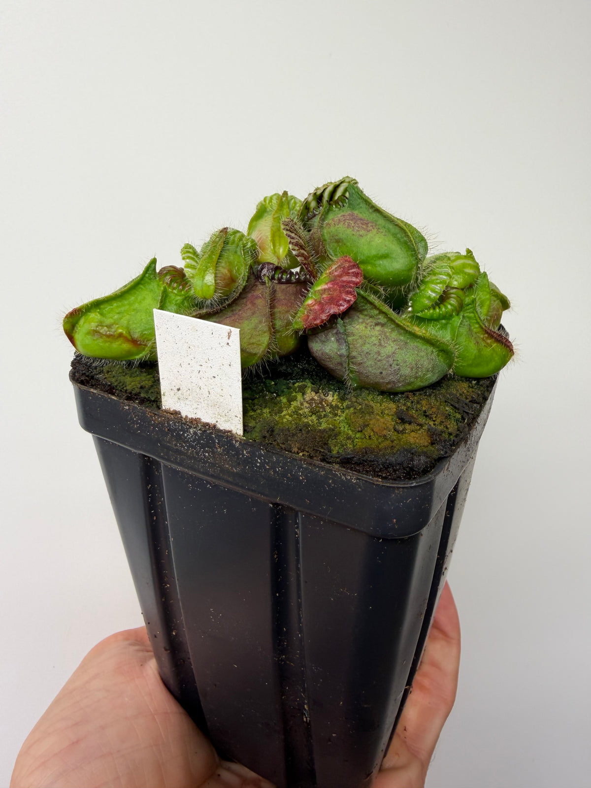 Cephalotus follicularis “Broke Inlet” #7