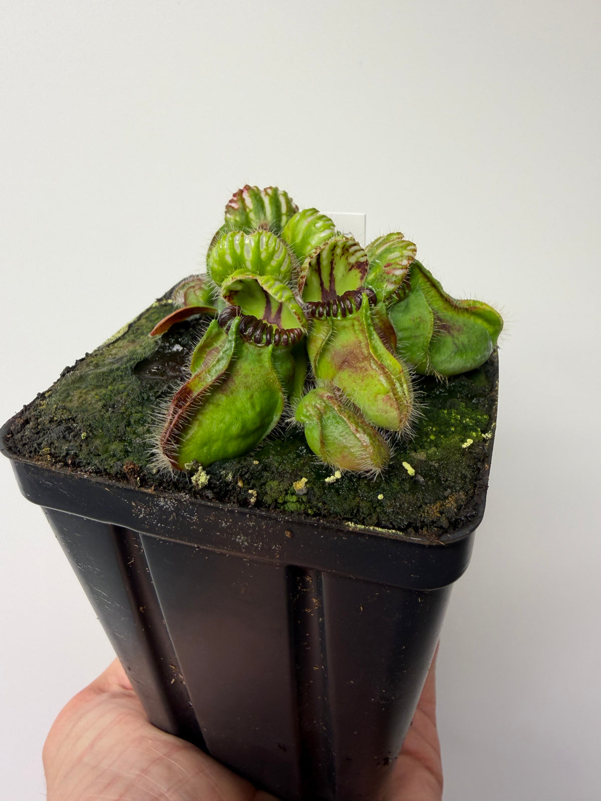 Cephalotus follicularis “Broke Inlet” #11