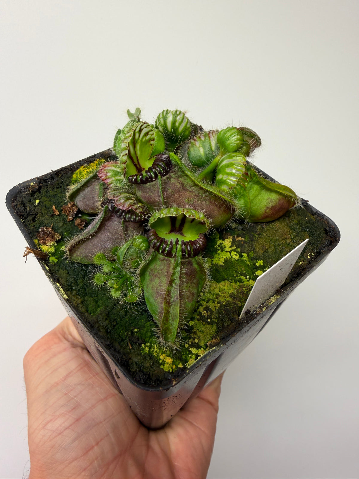 Cephalotus follicularis “Broke Inlet” #5
