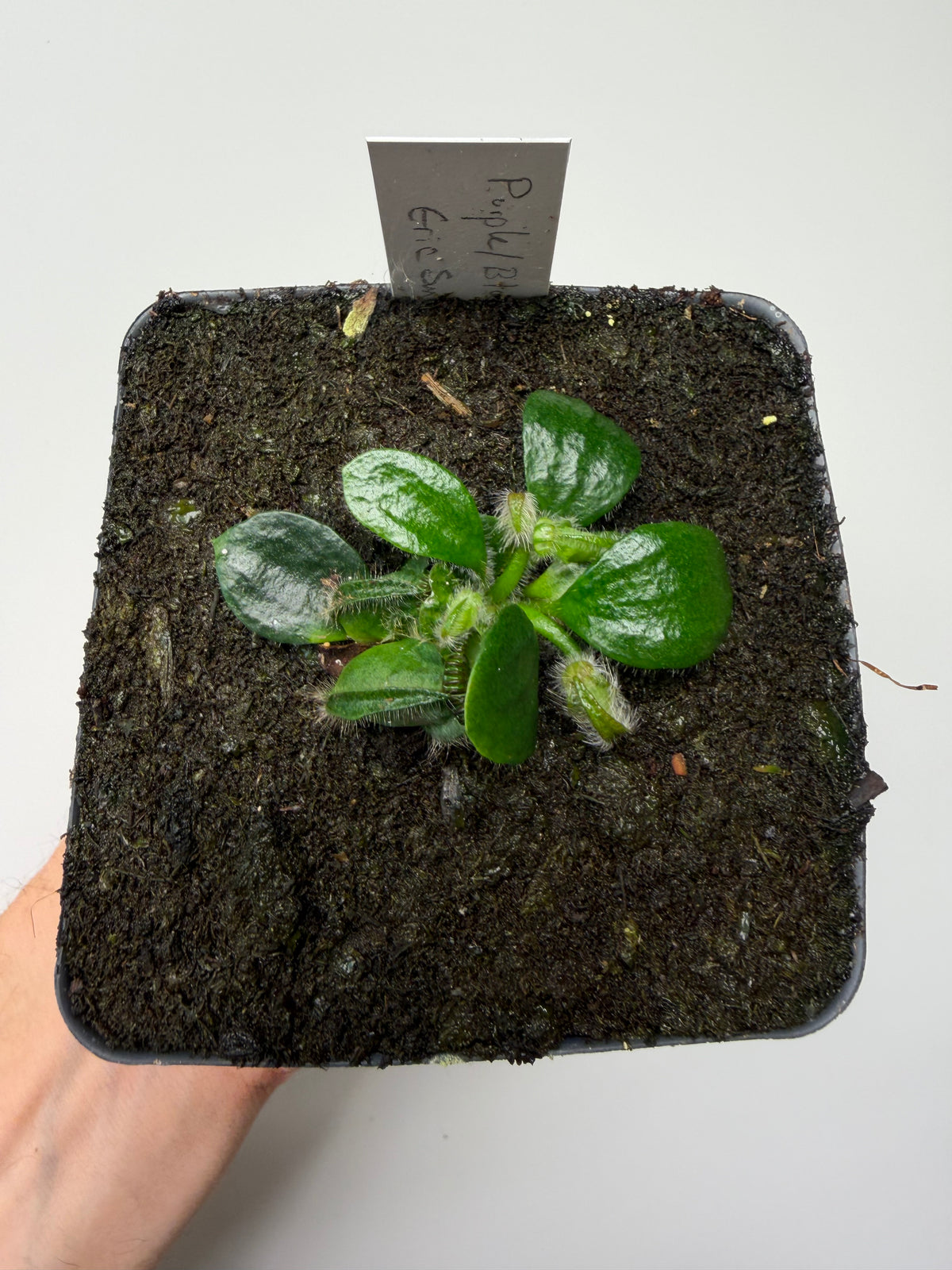 Cephalotus follicularis “Purple/Black” - Eric Smooth