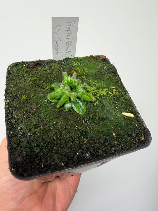 Cephalotus follicularis “Purple/Black” - Eric Smooth