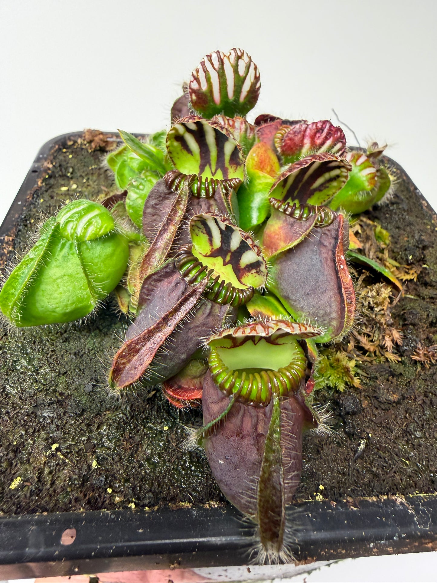 Cephalotus follicularis “Dr. Eberhard König” - 1 Gallon