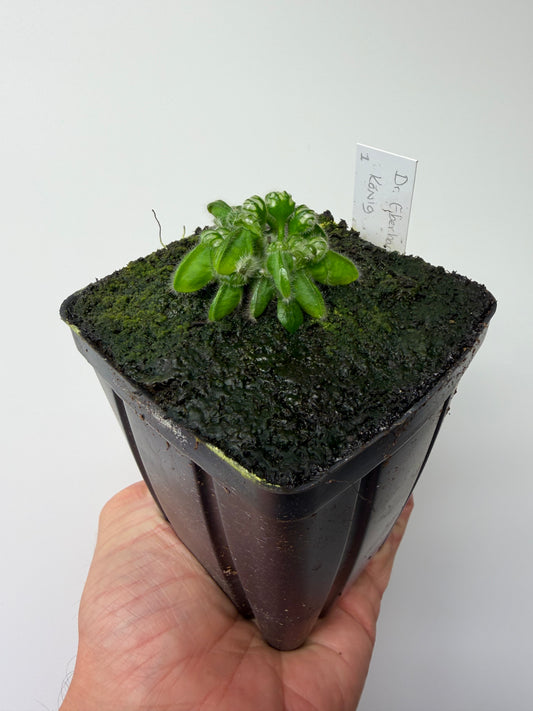 Cephalotus follicularis “Dr. Eberhard König” #1