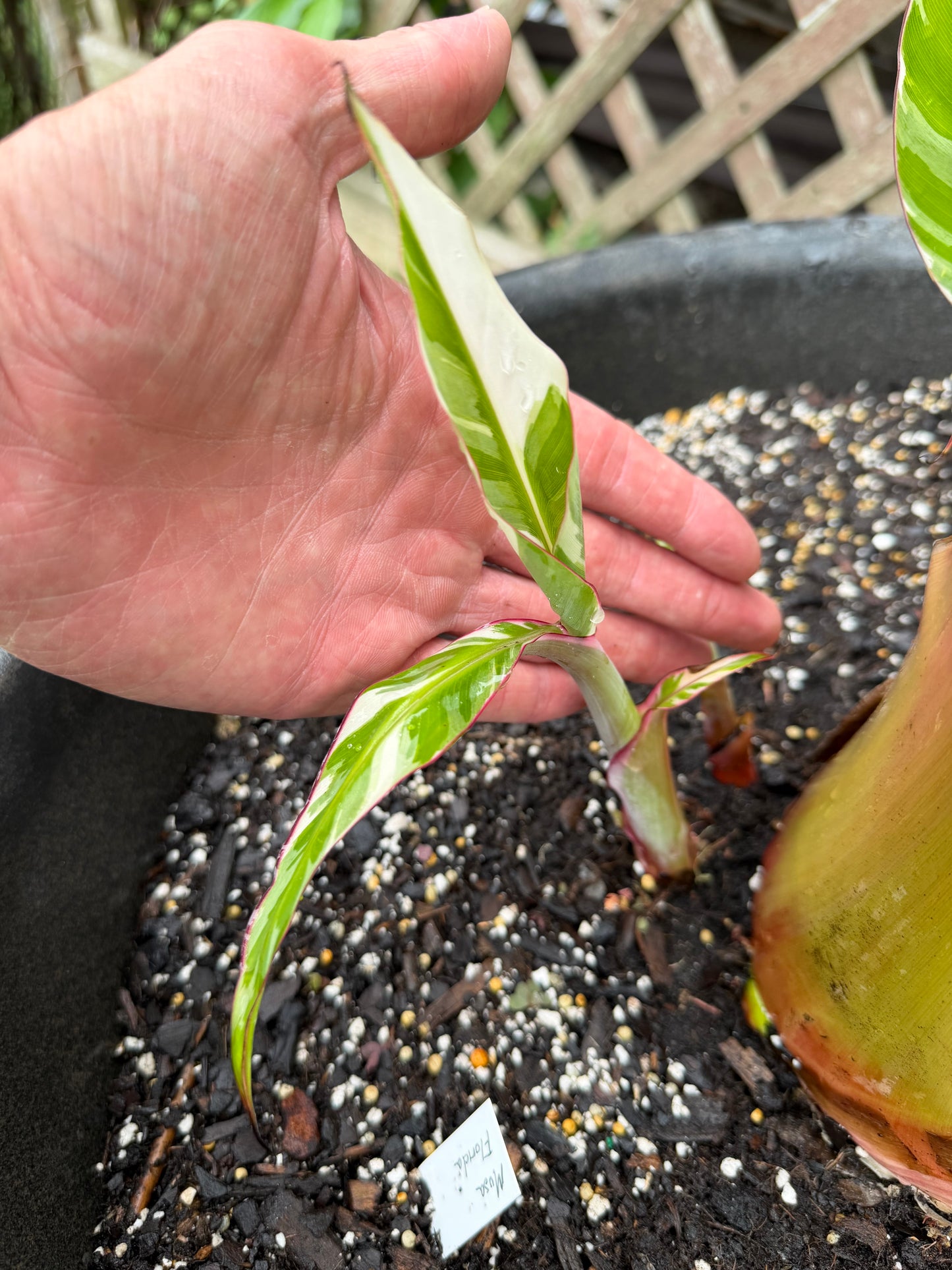Musa florida - Rare White Variegated Banana (not from TC)