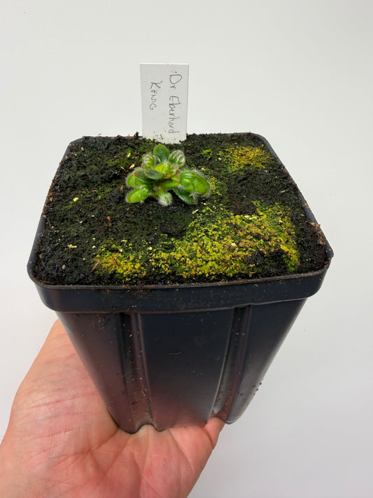 Cephalotus follicularis “Dr. Eberhard König”