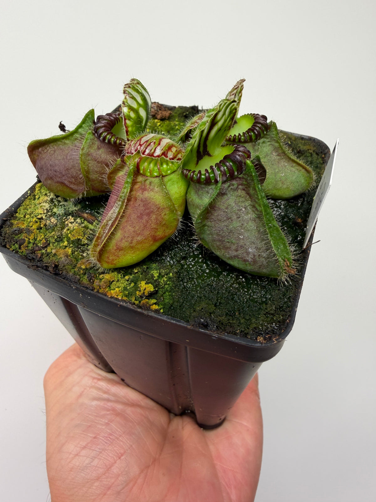 Cephalotus follicularis “Broke Inlet” (6)