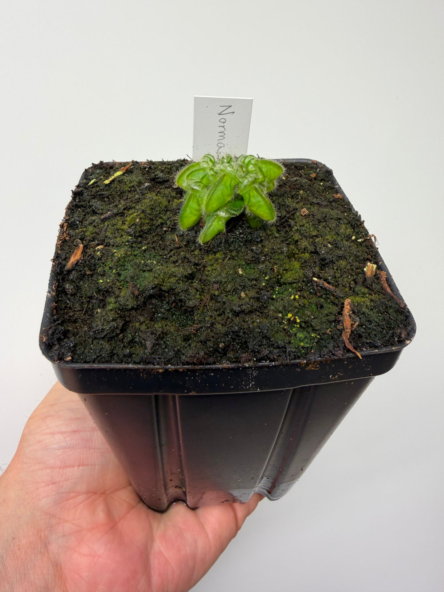 Cephalotus follicularis “Norma”