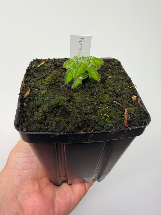Cephalotus follicularis “Norma”