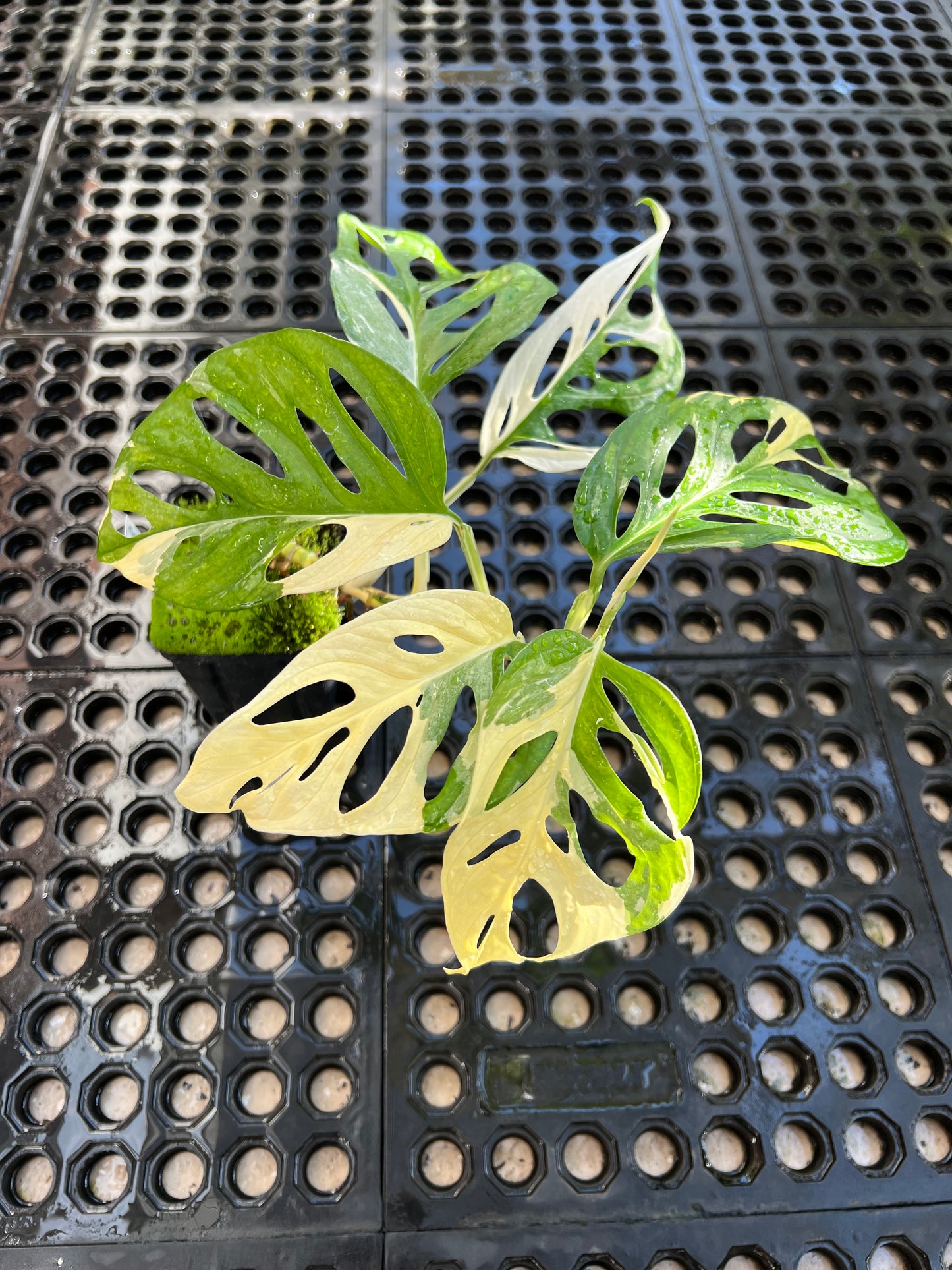 Monstera adansonii “Tricolor” LC