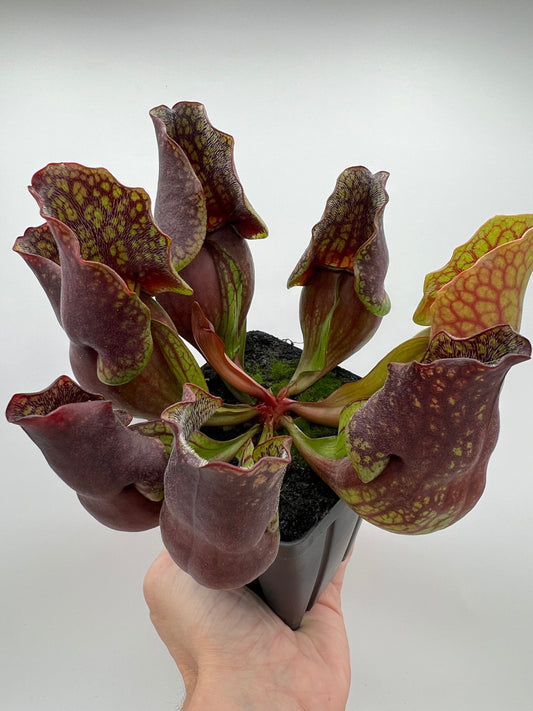 Sarracenia purpurea ssp. purpurea (Centre Co, PA) - Seed Grown #110
