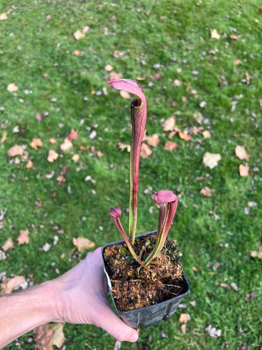 Sarracenia rubra ssp. rubra - Seed Grown
