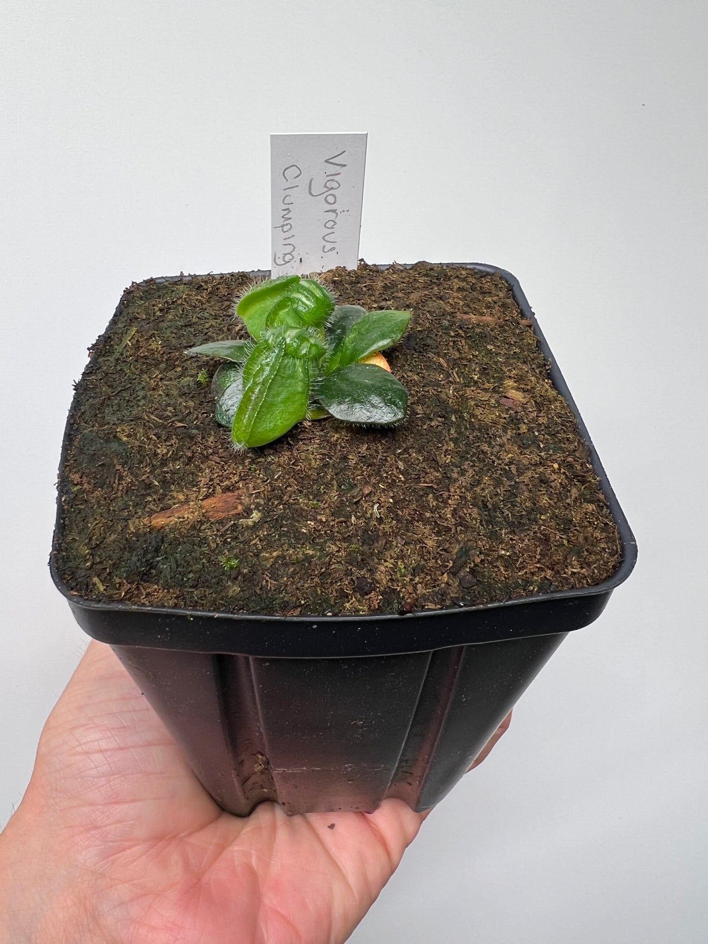 Cephalotus follicularis “Vigorous Clumping” - Stephen Morley