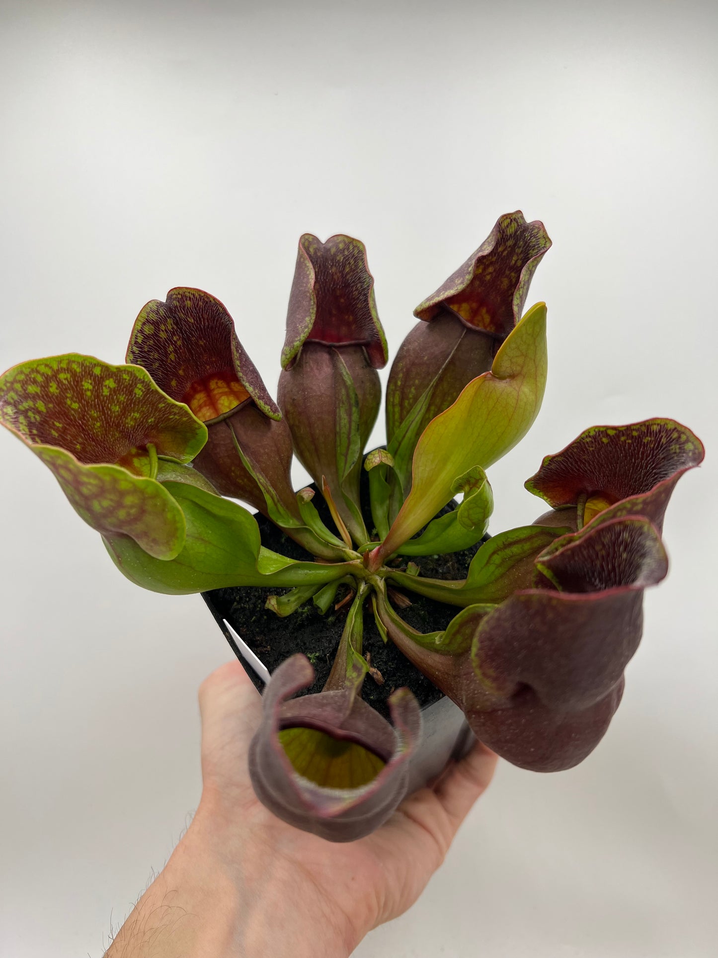 Sarracenia purpurea ssp. purpurea (Centre Co, PA) - Seed Grown #111