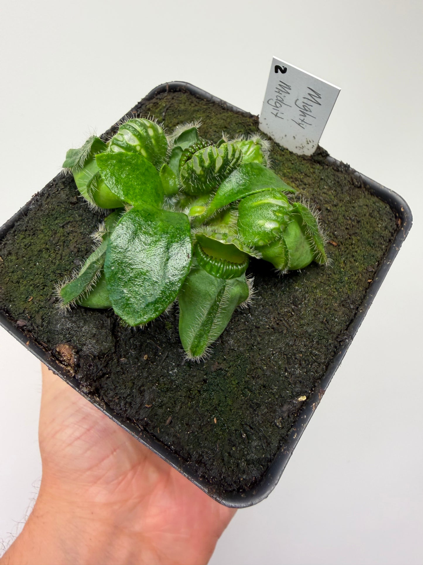 Cephalotus follicularis “Mighty Midget” - *Rare* (2)