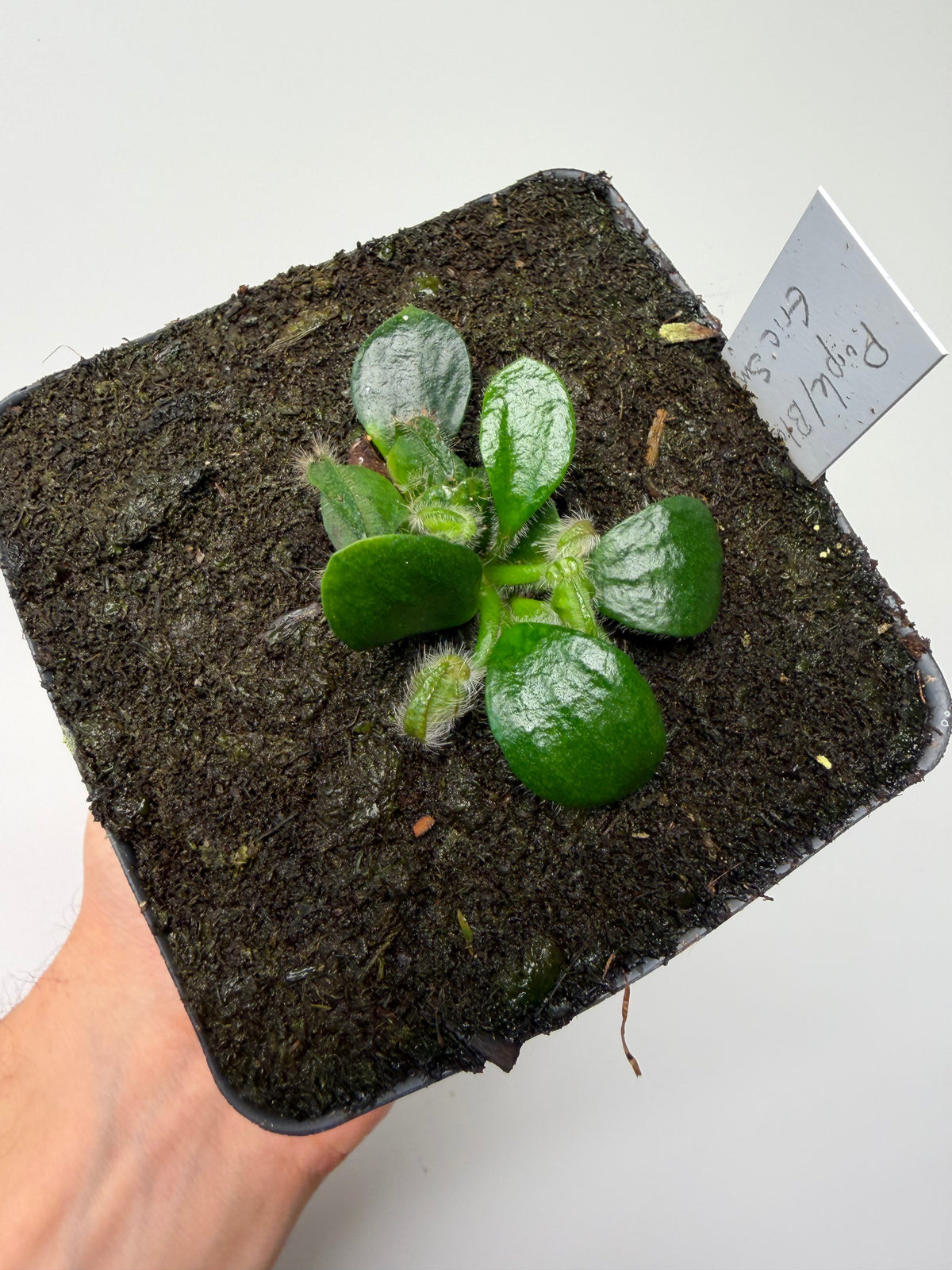 Cephalotus follicularis “Purple/Black” - Eric Smooth