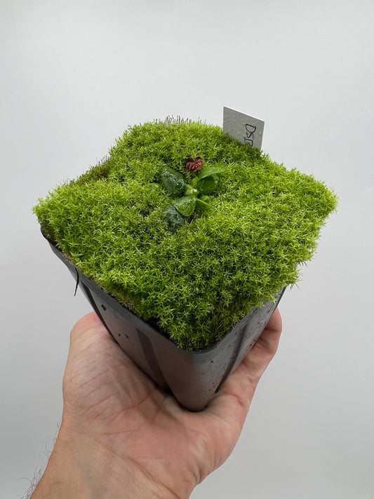 Cephalotus follicularis “David Švarc Black”