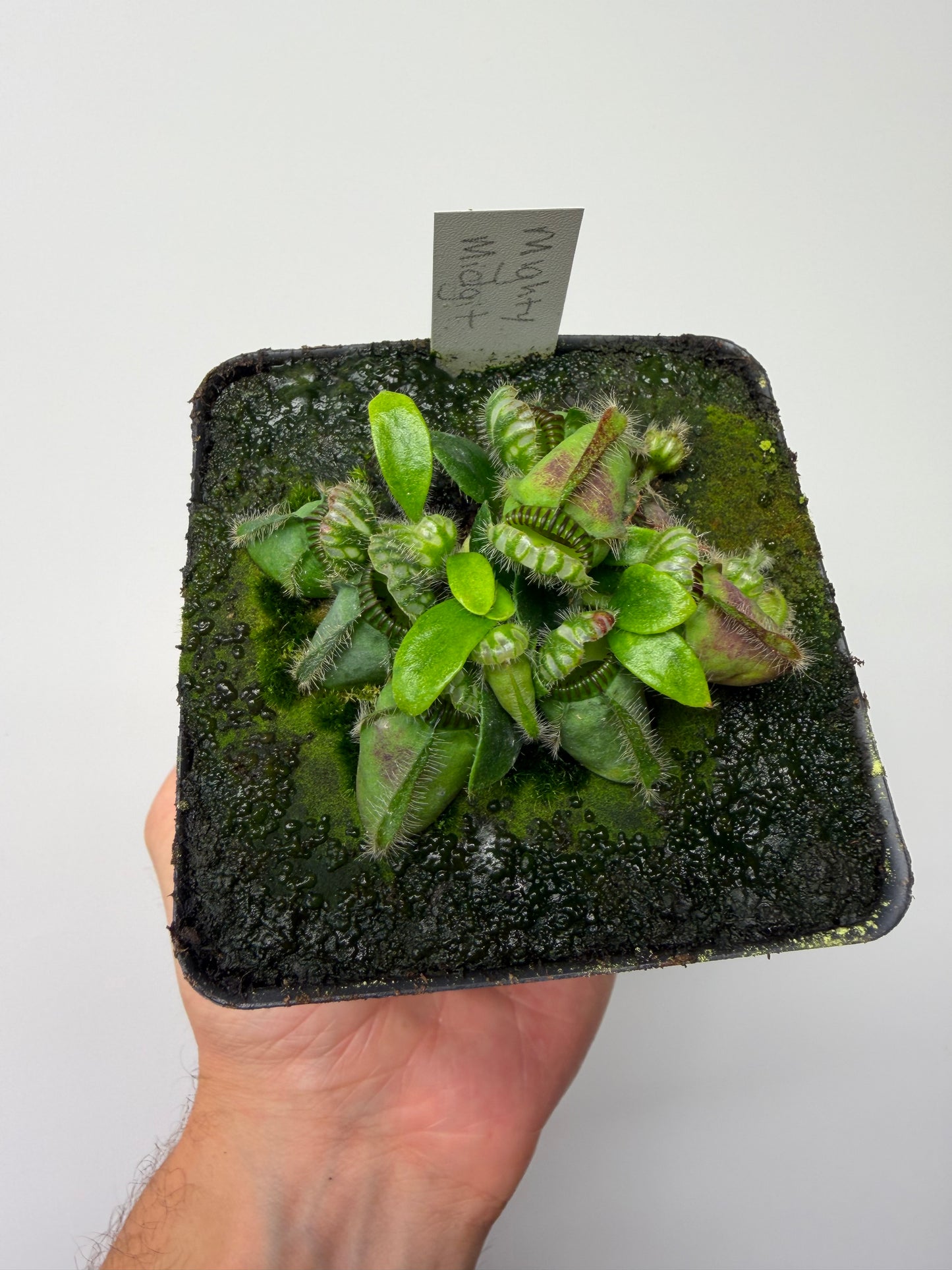 Cephalotus follicularis “Mighty Midget” - *Rare* (11)