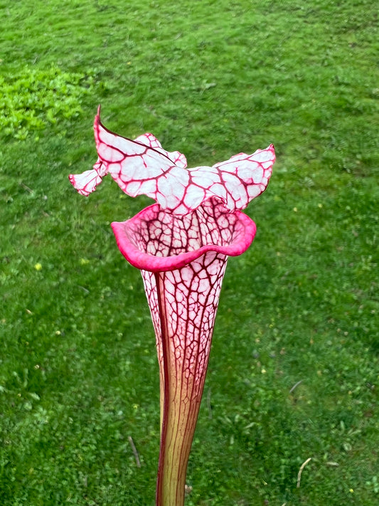 Sarracenia ‘Purple Lips’ x ‘Adrian Slack’