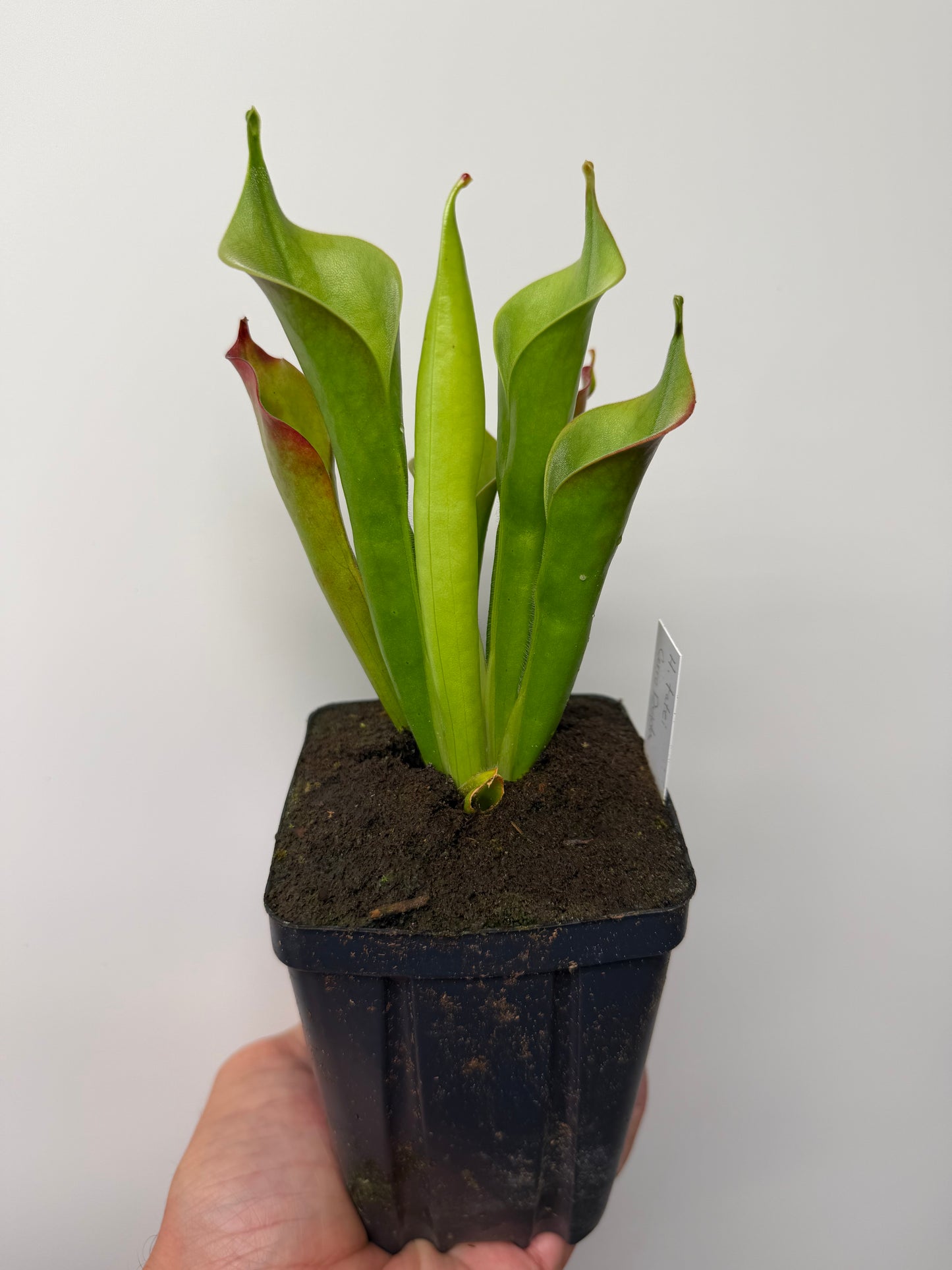 Heliamphora tatei (Cerro Duida)