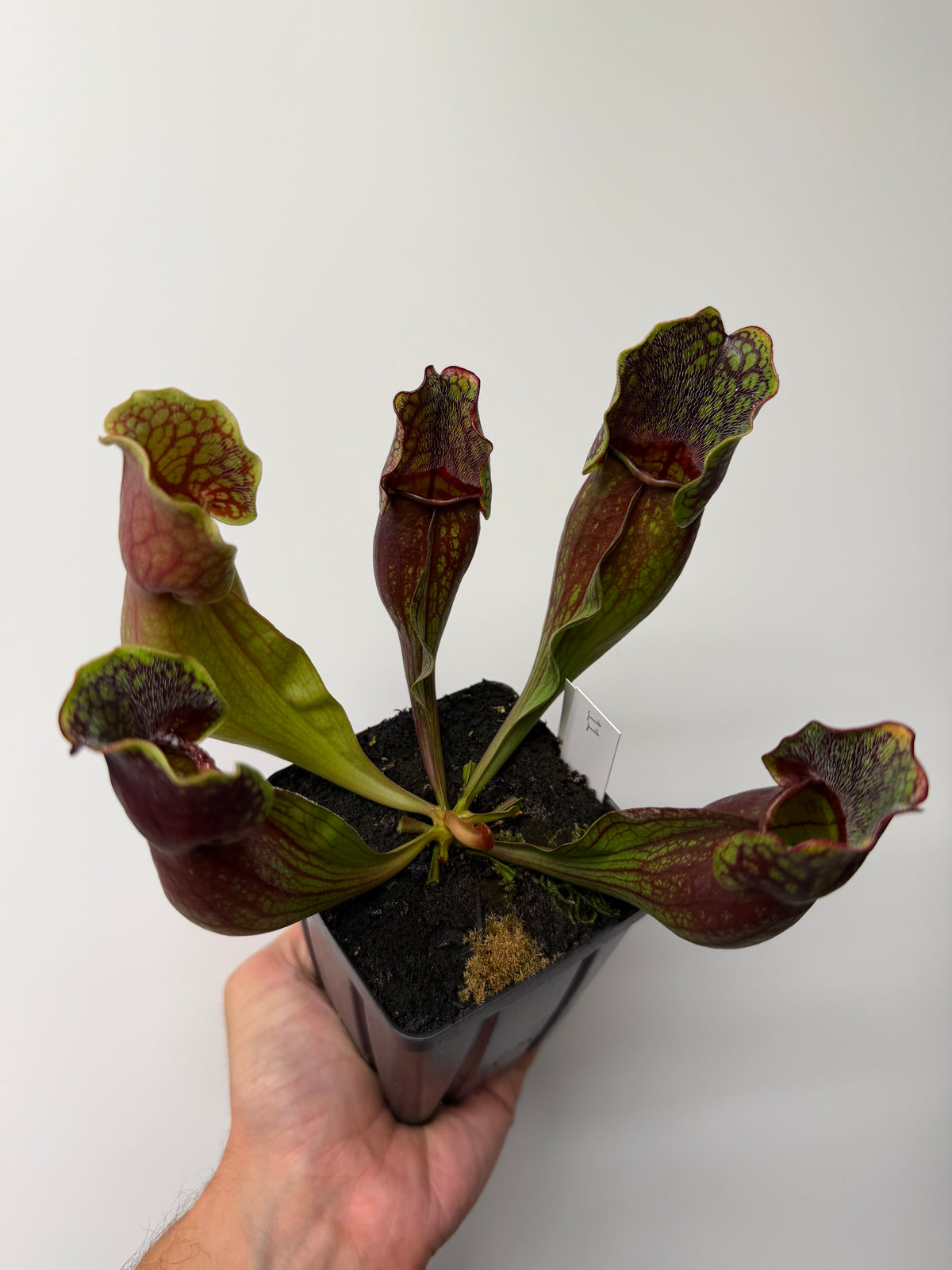 Sarracenia purpurea ssp. purpurea (Pike County, PA) - Seed Grown #11