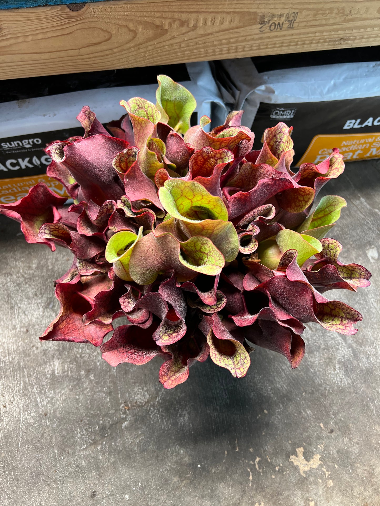Sarracenia purpurea ssp. rosea “Chipola” (Liberty Co, FL) - XXL Fresh Divisions