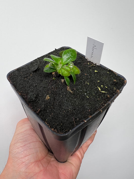 Cephalotus follicularis “Norma”