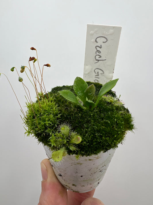 Cephalotus follicularis “Czech Giant”