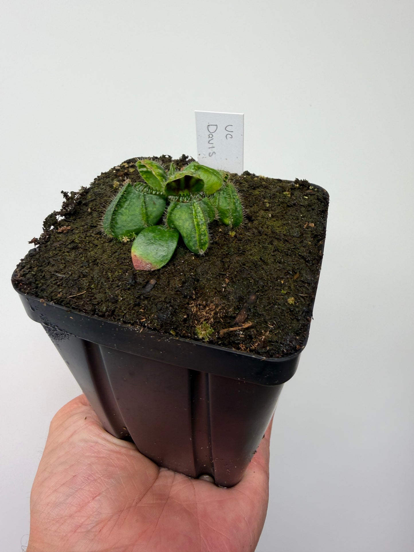 Cephalotus follicularis “UC Davis”