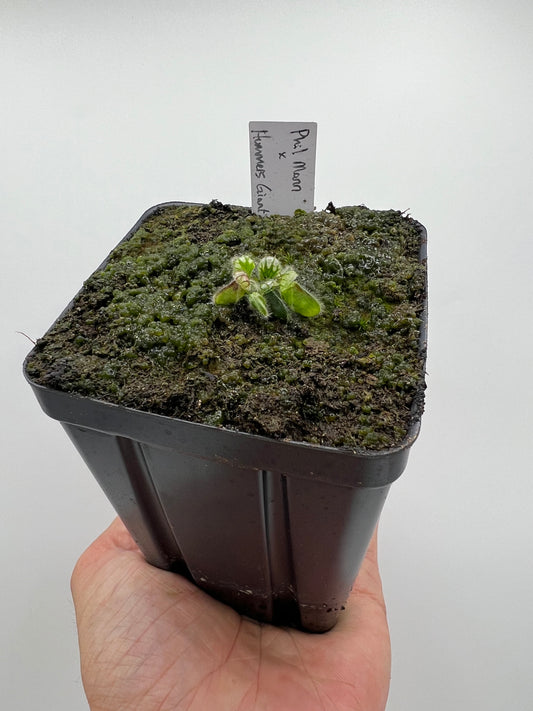 Cephalotus follicularis “Phil Mann” x “Hummers Giant”
