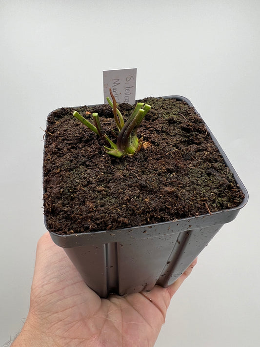 Sarracenia leucophylla “Red” (Mark Eley) - *Rare*