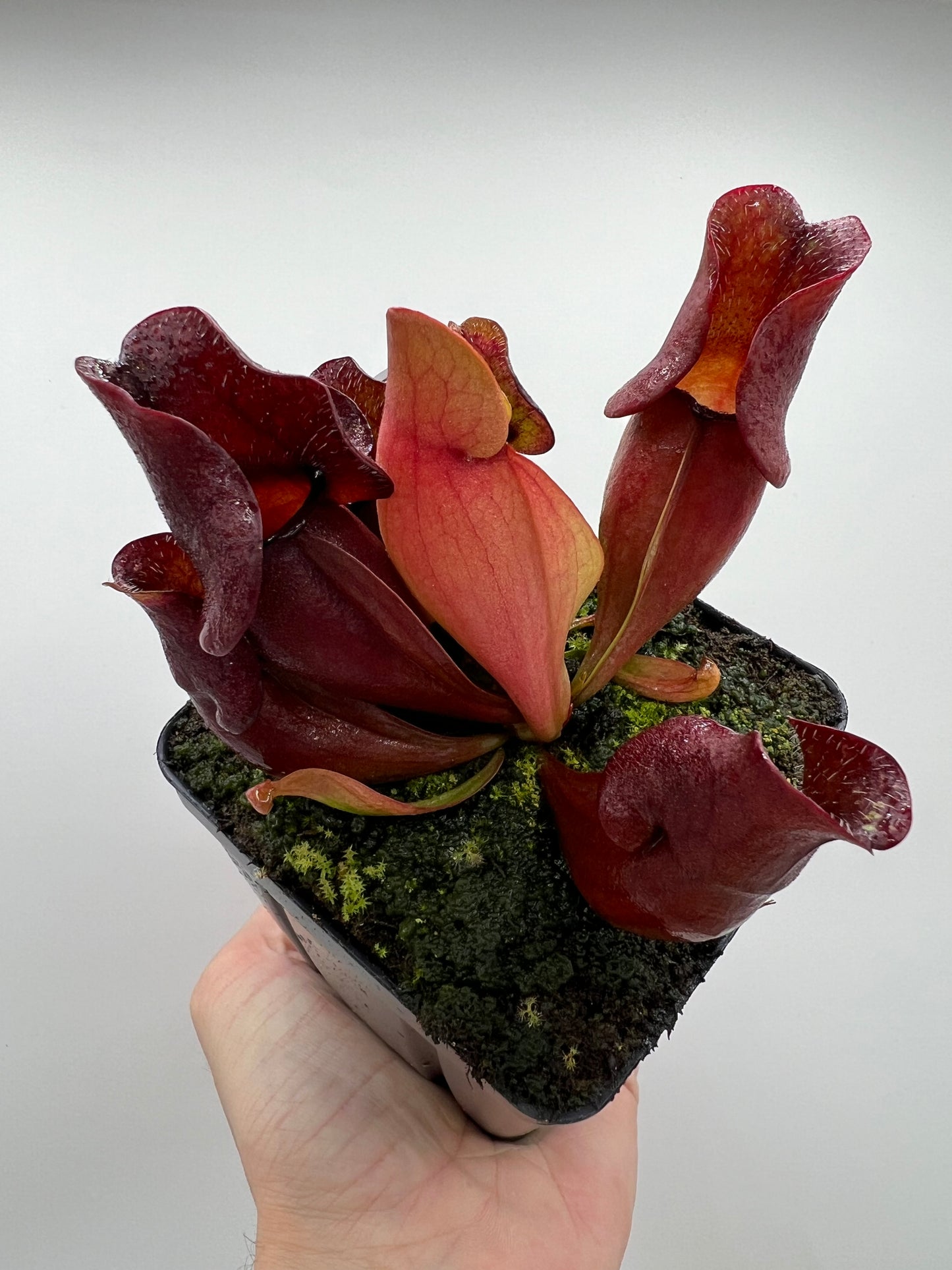 Sarracenia purpurea ssp. venosa (Brunswick Co, NC x Carteret Co, NC)  - Seed Grown #4