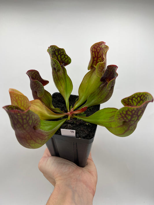 Sarracenia purpurea ssp. purpurea (Centre Co, PA) - Seed Grown #83