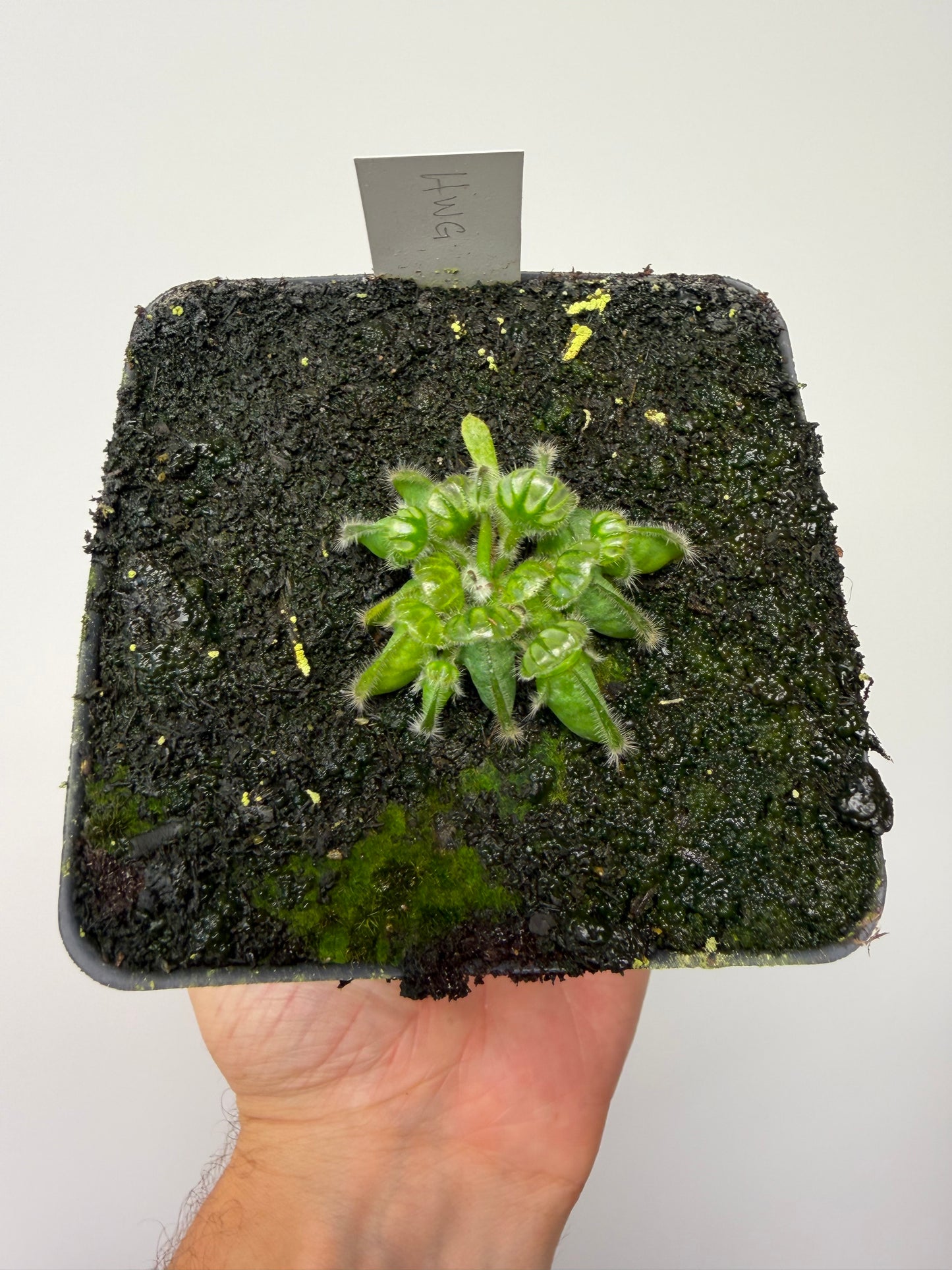 Cephalotus follicularis “Harald Weiner Giant” (aka True Giant) - *Rare*